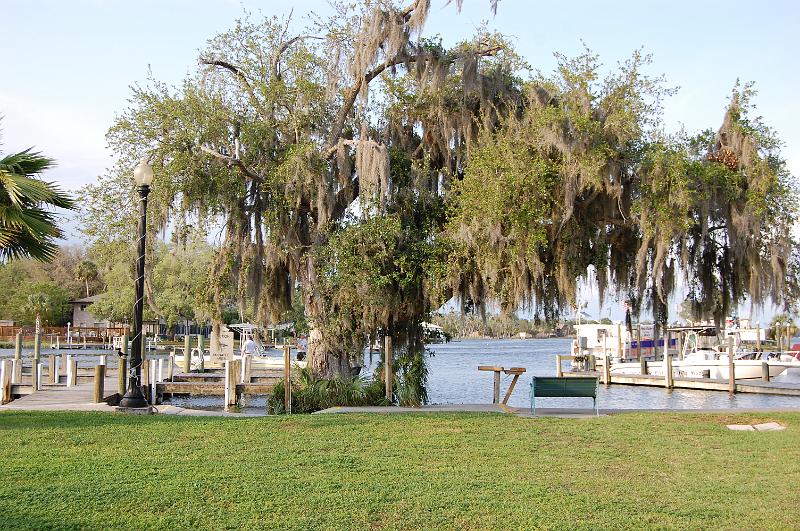 350. homosassa.JPG